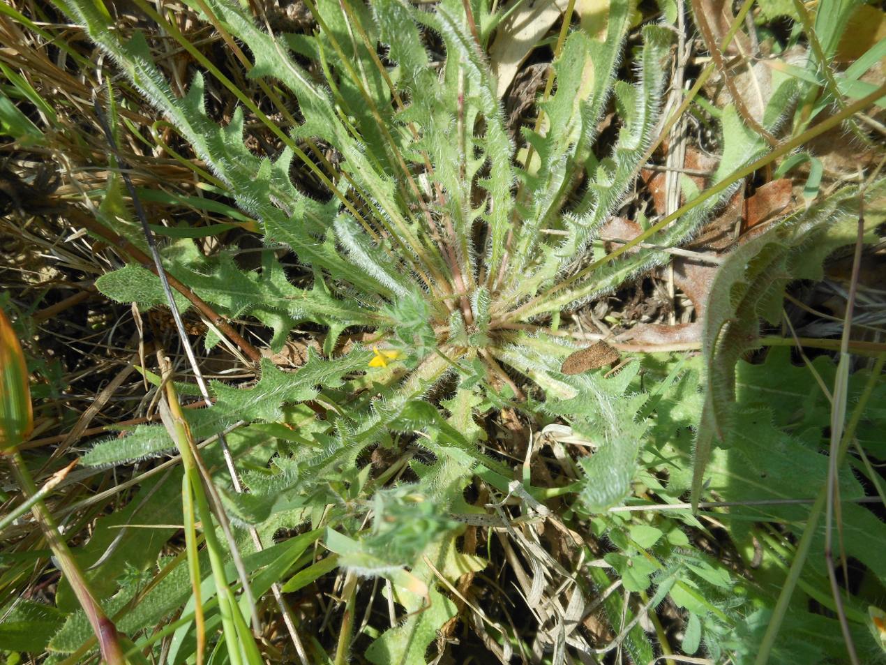 Leontodon saxatilis / Dente di leone di Leysser